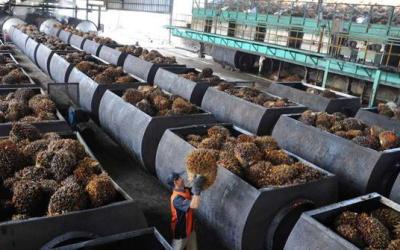 Penghasil Sawit Terbesar, Indonesia Tak bisa Kontrol Harga