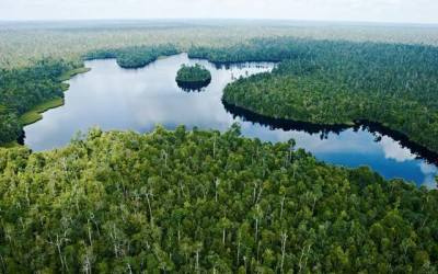 Kesatuan Pengelolaan Hutan: Hasil Non Kayu Menjanjikan