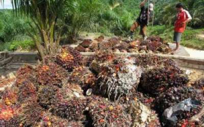 Kini Harga TBS di Riau Terus Naik