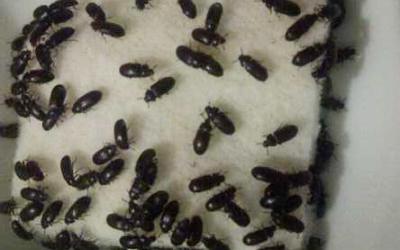 Mengenal Semut Jepang dan Manfaatnya bagi Kesehatan
