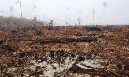 Kronologis Cirus Sinaga Beli Lahan TNTN Tahun 2014