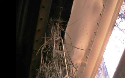 Ada Sarang Burung di Sayap Pesawat Aviastar