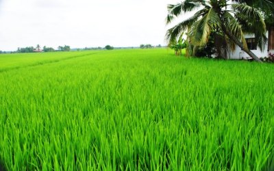 Ahmad Syah Tinjau Lokasi Persawahan di Desa Sepotong