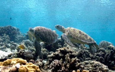 Pulau Maratua, Surga di Ujung Timur Kalimantan