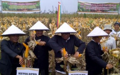 Pemerintah Pusat Bantu 500 Hektar Petani Jagung Rohil
