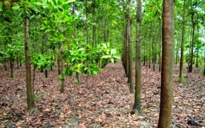 Kades Sering Minta Pansus DPRD Riau Dalami Izin Akasia PT. PKS