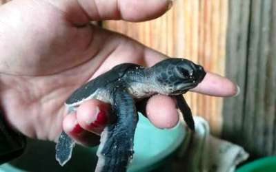 Belajar Melestarikan Penyu di Pulau Sangalaki