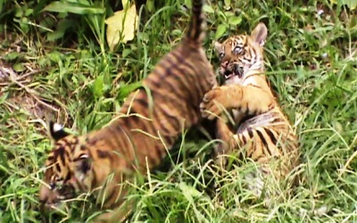 Usir Anak Harimau, Nenek Ini Dikejar Induk Harimau