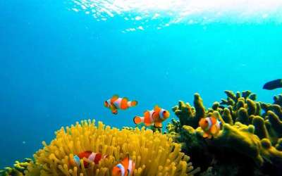 Primadona Baru Pulau Pahawang 'Welcome to Taman Nemo'