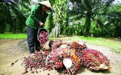 Pengusaha Minta Pungutan CPO Dihentikan Sementara