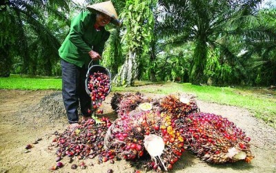 Hasil Panen Merosot, Anggota KUD Delima Sakti Mengeluh