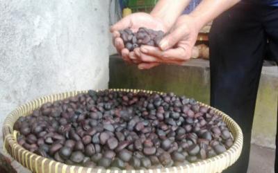 Kopi Salak Bisa Menyembuhkan Berbagai Penyakit?