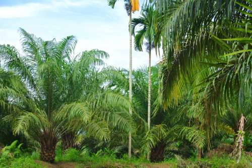 Pembukaan Kebun Sawit di Pulau Bengkalis Harus Dikaji Ulang
