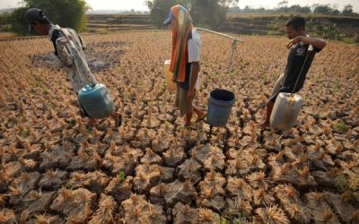 El Nino Ancam Krisis Pangan, Indonesia Perlu Impor Pangan