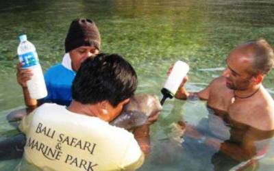 Bali Safari Selamatkan Duyung Terdampar di Pulau Komodo