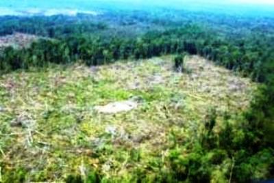 Terkait Kerusakan Hutan, Aktivis Lingkungan Nilai Menhut Berpihak ke RAPP