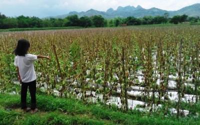 Duka Petani Melon Ponorogo Merugi Ratusan Juta Akibat Banjir