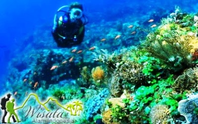 Pesona Bawah Laut Alor Bak Surga yang Miskin Akomodasi