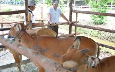 Plt Kadis Peternakan Kampar Akui Diperiksa Tim Kejagung