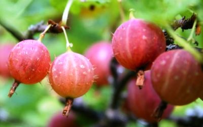 5 Manfaat Ginseng India Bagi Kesehatan