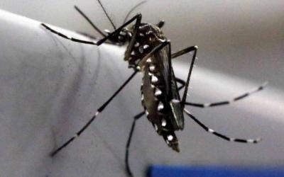 Awas, Virus Zika Sudah Terdeteksi di Singapura