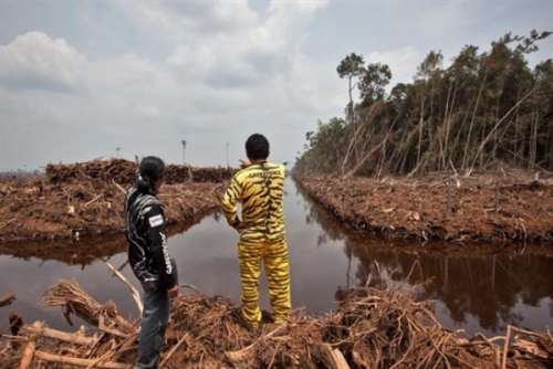 Walhi Laporkan 117 Perusahaan Perusak Hutan Riau