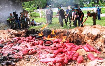 Bea Cukai Musnahkan 8 Ton Bawang Merah Ilegal