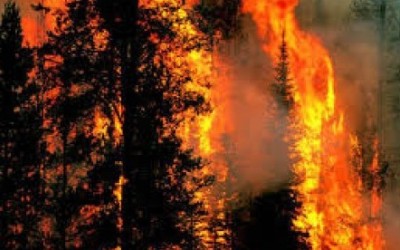 Pemerintah Siapkan Perpres Cegah Kebakaran Lahan