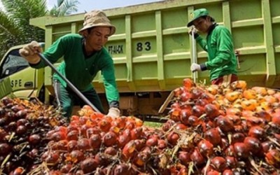 Harga CPO Naik Rp 175,07/Kg