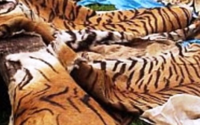 BPHLHK Seksi Wilayah Sumatra Amankan Kulit Harimau