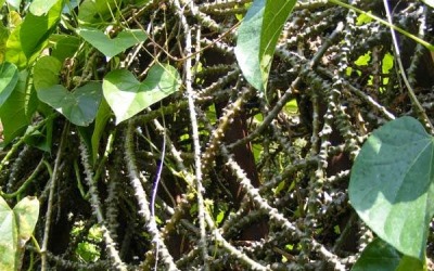 Harus Tahu, Ini Manfaat dari Brotowali