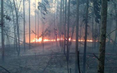 24 Perusahaan Sawit dan Akasia Terancam Dicabut Izinya