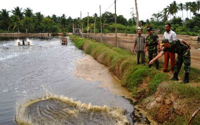 Dandim 0104 Aceh Timur Lakukan Panen Udang dengan Mitra Binaan