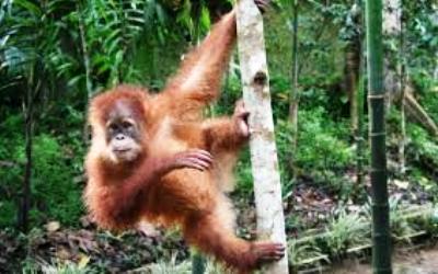 Orang Hutan Penghuni Bukit Tiga Puluh Masuk Kampung