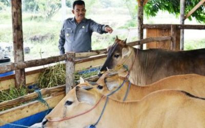 Jefry Noer Tersinggung, DPRD Kampar Coret Anggaran Sapi