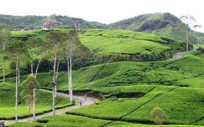 Wisata di Kebun Teh Bandung Rancabali yang Populer