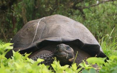 Kura-Kura Langka Ditemukan di Galapagos