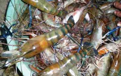 Udang Air Tawar Mampu Cegah Penyakit