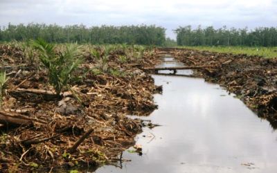 Riau dan Jambi Bakal Terima Dana Restorasi Gambut