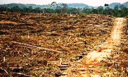 Beli Lahan TNTN Cirus Sinaga Bisa Dipidana