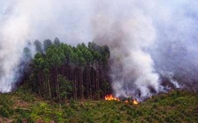 Terpantau 45 Titik Api di Riau, 20 Ada di Meranti