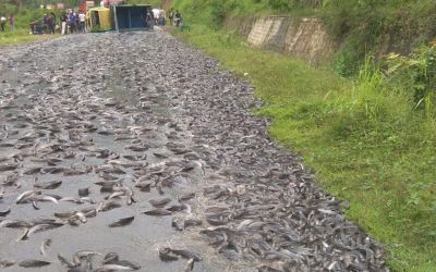 Ban Truk Meletus, Lele Berenang di Jalan